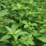 Sultani Üzüm, Molehiya ve Marulda Pestisit Artığı Tespit Edildi