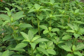 Sultani Üzüm, Molehiya ve Marulda Pestisit Artığı Tespit Edildi