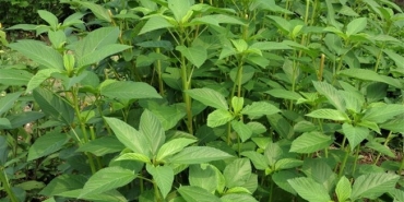 Sultani Üzüm, Molehiya ve Marulda Pestisit Artığı Tespit Edildi